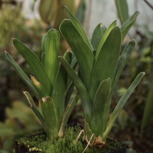 Brocchinia und Catopsis