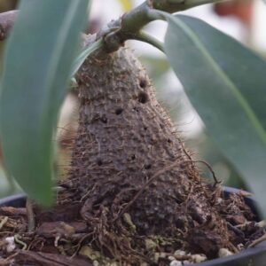 Myrmephytum