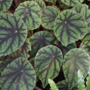 Begonia