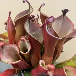 Heliamphora Hybriden