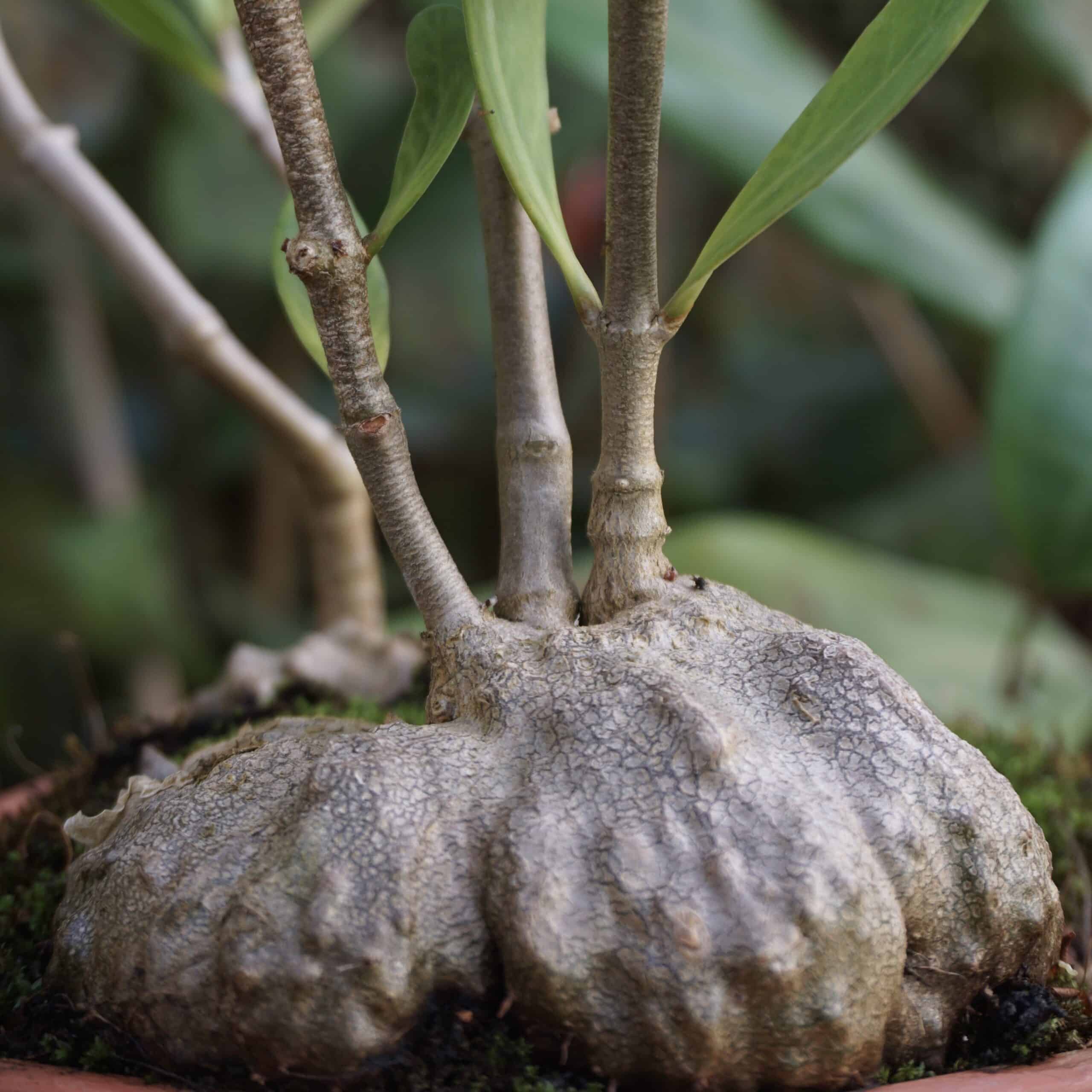 Ameisenpflanzen - hydnophytum formicarum