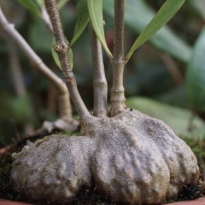Hydnophytum
