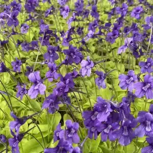 Pinguicula