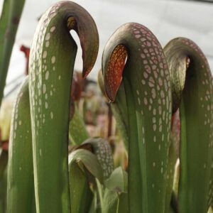 Sarracenia minor