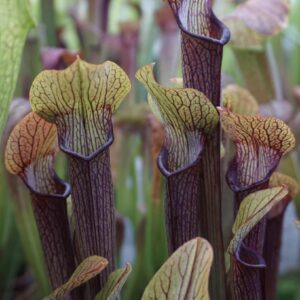 Sarracenia rubra