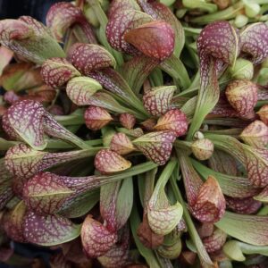 Sarracenia psittacina