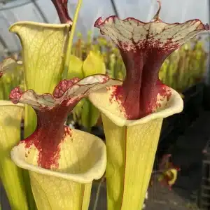 Sarracenia Hybriden