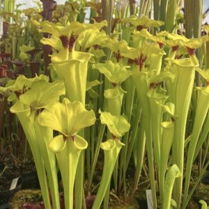 Sarracenia flava