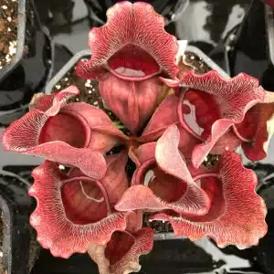 Sarracenia purpurea