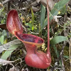 Nepenthes Arten