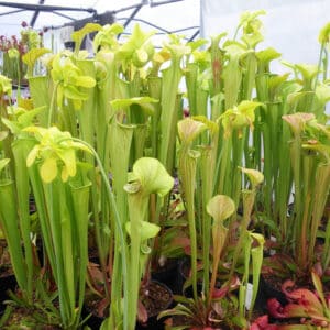 Sarracenia oreophila