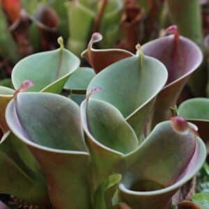Heliamphora Arten