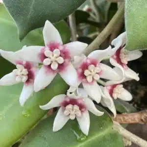 Hoya