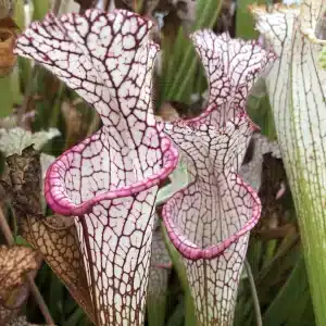 Sarracenia leucophylla