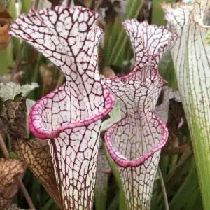 Sarracenia leucophylla