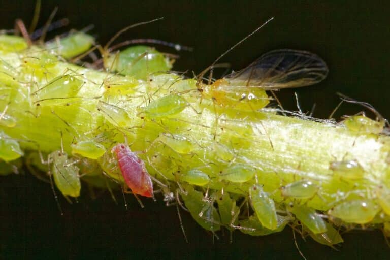 Typische krankheiten und schädlinge von fleischfressenden pflanzen