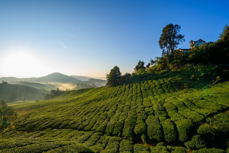 Beautiful sunrise over verdant tea plantation in pahang, malaysia, showcasing rolling hills and serene landscape.