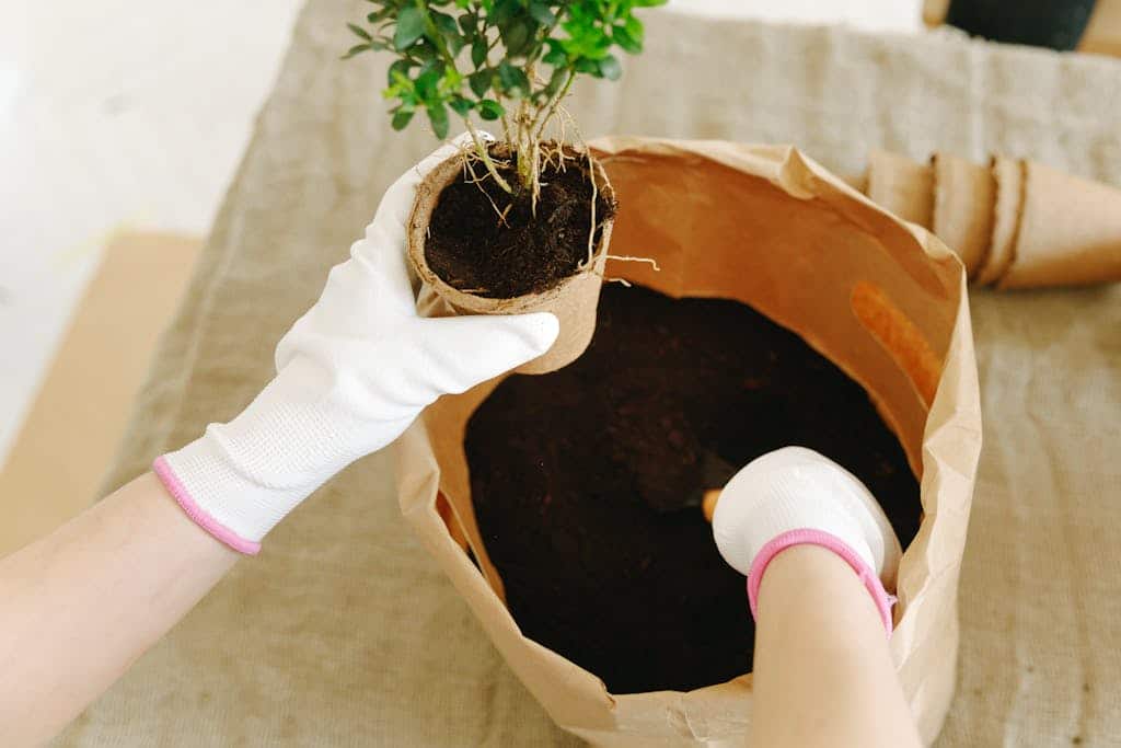 Close-up of hands in gloves planting a tree sapling in pot with soil indoors.