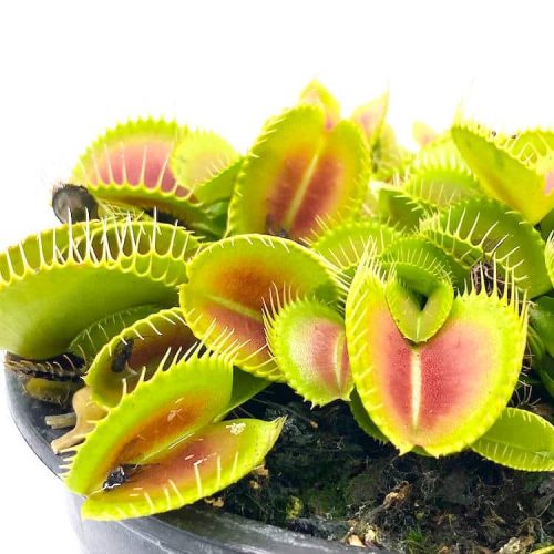 07A6Hqa2qS6UgIq3Hvnl.jpg 07A6Hqa2qS6UgIq3Hvnl.jpg