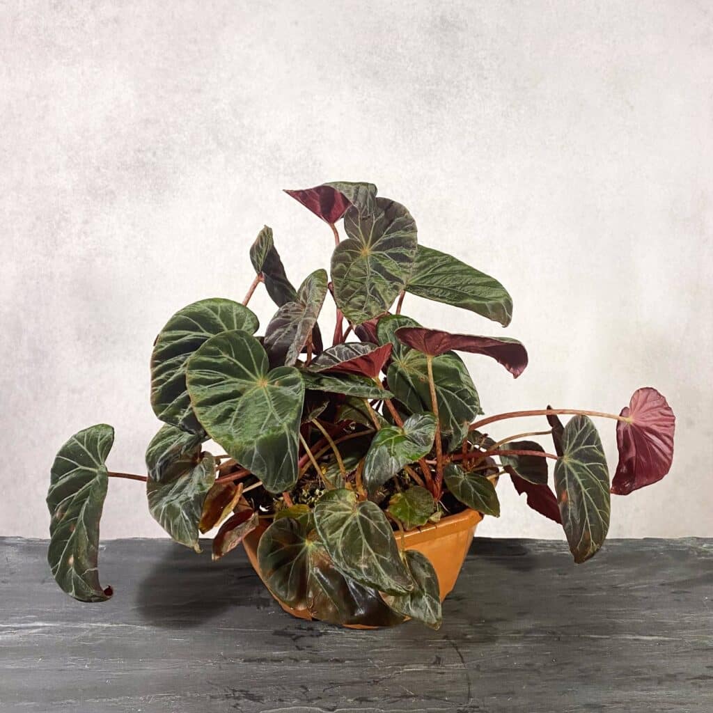Begonia burkillii, ''Dark Form''