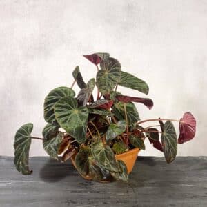 Begonia burkillii, "Dark Form"