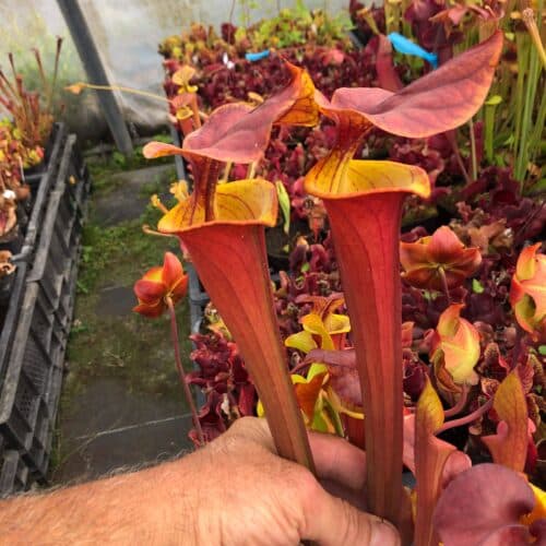 08FKl8zA71PfZn5U9doj.jpg 08FKl8zA71PfZn5U9doj.jpg