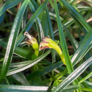 Aeschynanthus angustifolius