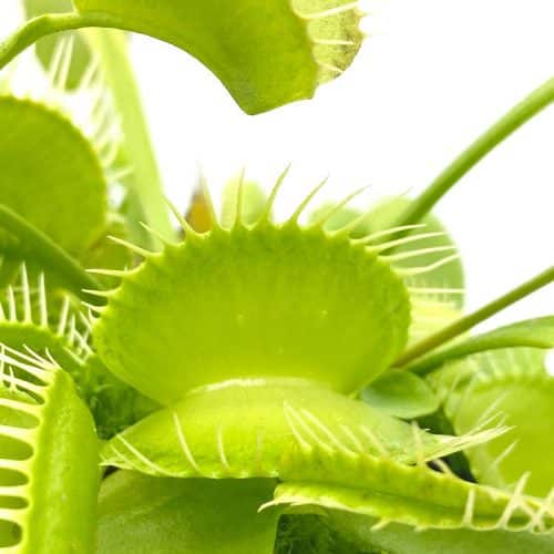 0FHMnRVEn1DmQkk340x7-1.jpg 0FHMnRVEn1DmQkk340x7-1.jpg