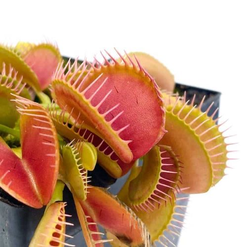 0MAc6lWCKP38GU7uFAlf.jpg 0MAc6lWCKP38GU7uFAlf.jpg