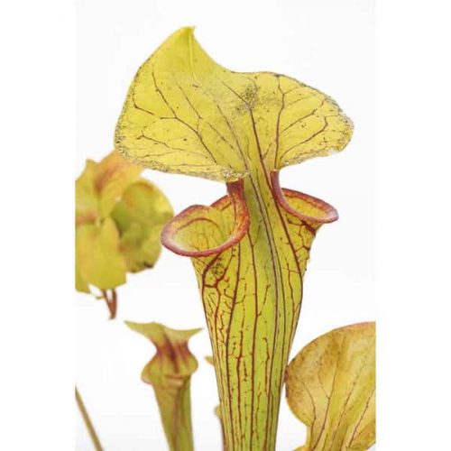 0MgGKnF8ab2MM56gftq6.jpg 0MgGKnF8ab2MM56gftq6.jpg