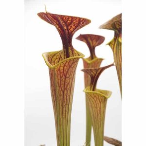 Sarracenia flava var. ornata (x cuprea)