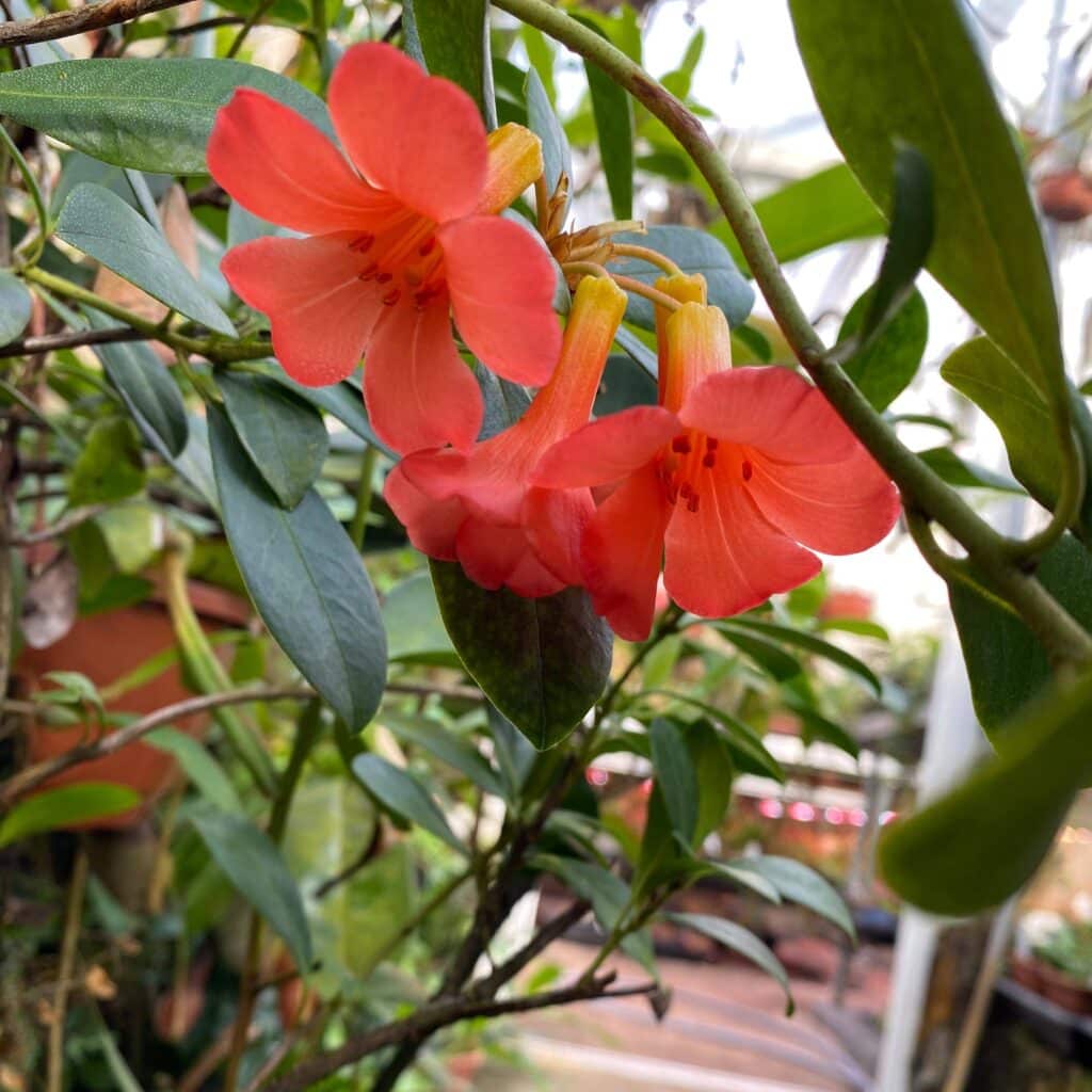 carnivorsandmore &ndash; Deine Quelle für seltene Pflanzen