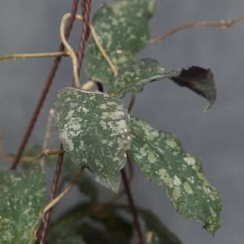 0VRT30UMDq6U3dWM8Dpz.jpg 0VRT30UMDq6U3dWM8Dpz.jpg