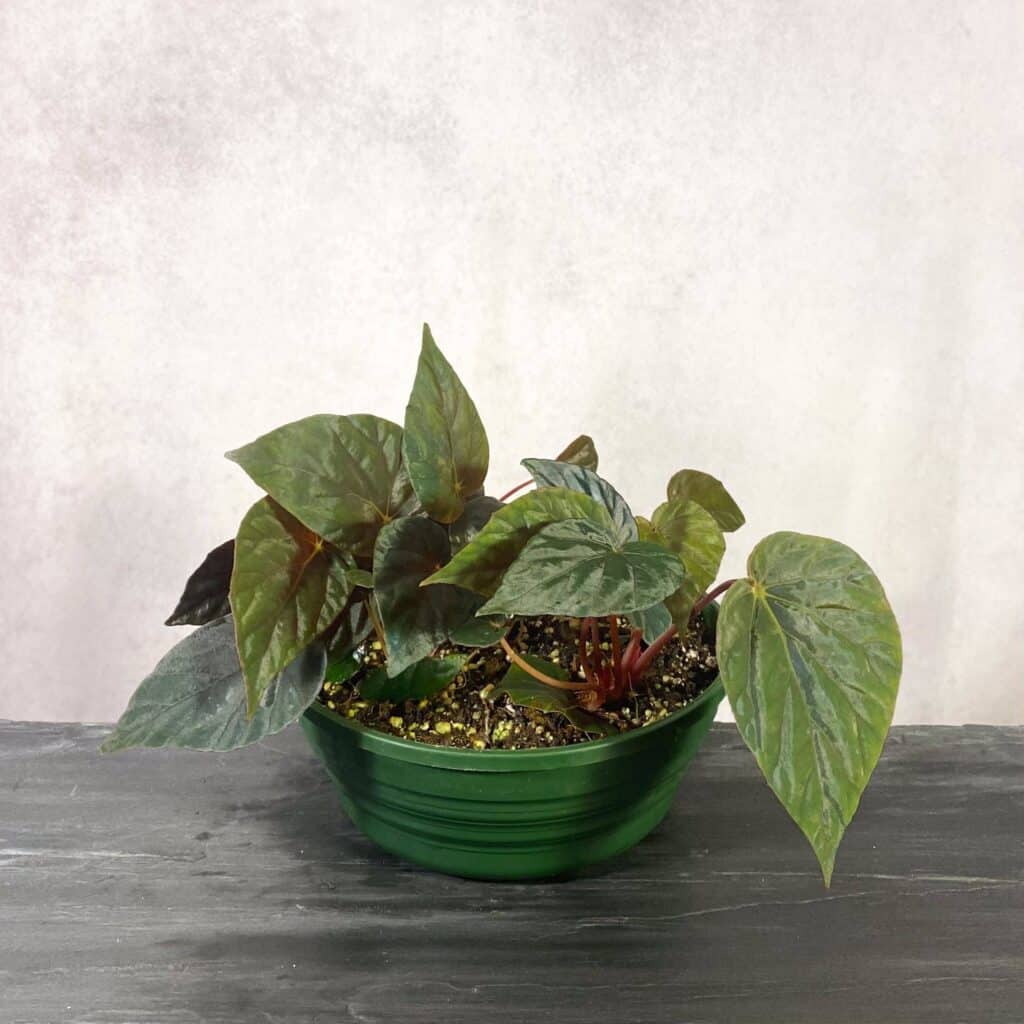 carnivorsandmore – Deine Quelle für seltene Pflanzen Begonia ''Nightfall''