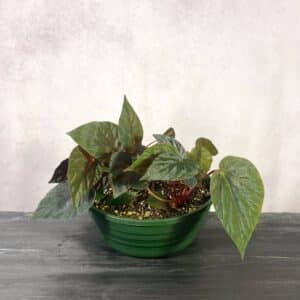 Begonia "Nightfall"