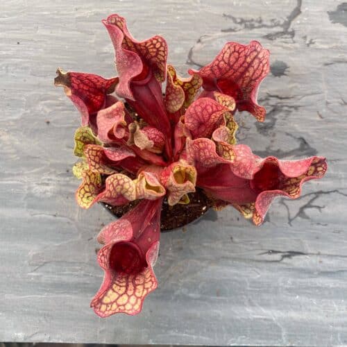 0aO7HaYO01jDCSz80D19.jpg 0aO7HaYO01jDCSz80D19.jpg