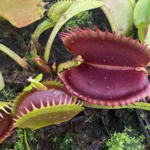 Dionaea muscipula "Wine Mouth"