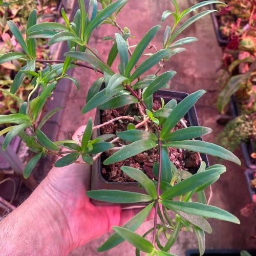 0bfjgQyPaL5PMAGlySas.jpg 0bfjgQyPaL5PMAGlySas.jpg