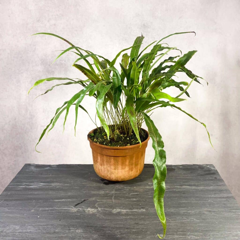 Elaphoglossum blumeanum (spec. wavy/hairy leaves)