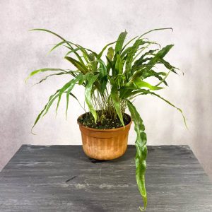 Elaphoglossum blumeanum (spec. wavy/hairy leaves)