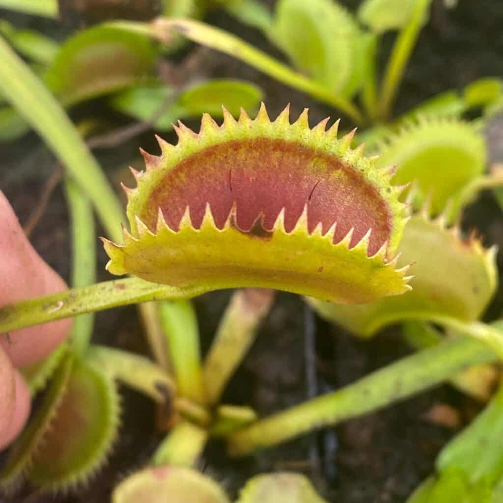 carnivorsandmore – Deine Quelle für seltene Pflanzen Dionaea muscipula "Tiger Teeth"