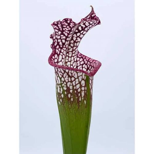 0ndyCNeFcrqJH7hWSKOY.jpg 0ndyCNeFcrqJH7hWSKOY.jpg