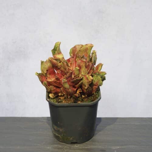 0pOpkI47FfrayeUmqxzA.jpg 0pOpkI47FfrayeUmqxzA.jpg