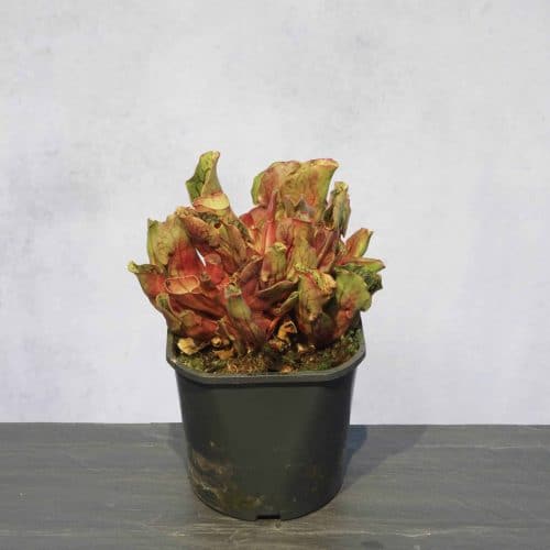 0pOpkI47FfrayeUmqxzA.jpg 0pOpkI47FfrayeUmqxzA.jpg