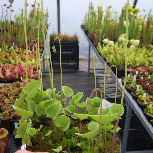 0ptMQQgfTdE6mtrHG4P4.jpg 0ptMQQgfTdE6mtrHG4P4.jpg