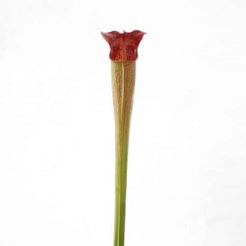 0tMWxZsGnBDgVrzlRzRh.jpg 0tMWxZsGnBDgVrzlRzRh.jpg