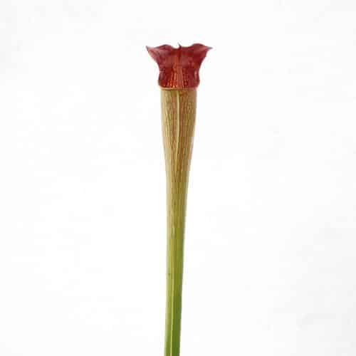 0tMWxZsGnBDgVrzlRzRh.jpg 0tMWxZsGnBDgVrzlRzRh.jpg