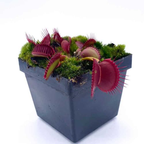 15vD2qXnHNfdnNRTqQ3c.jpg 15vD2qXnHNfdnNRTqQ3c.jpg