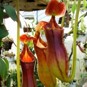 Nepenthes lowii, Mulu, 6-8 cm