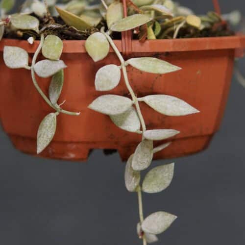 1IQkFnRID4fjz2qdG0fm.jpg 1IQkFnRID4fjz2qdG0fm.jpg